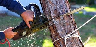 Best Tree Health Inspection  in Winsted, CT